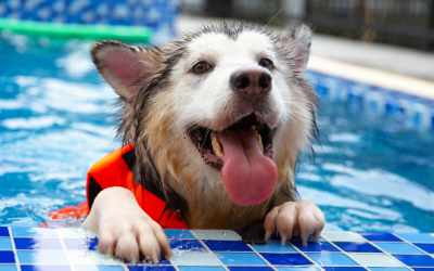 image for Keeping your Pets Water Safe this Summer